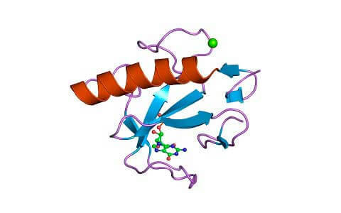 La anisoplina y otras ribonucleasas, proteí­nas clave en el control de plagas